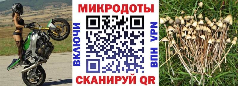 Купить закладки  Похвистнево  Галлюциногенные грибы Psilocybe 